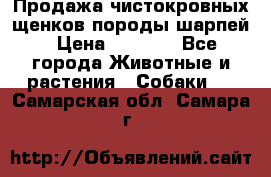 Продажа чистокровных щенков породы шарпей › Цена ­ 8 000 - Все города Животные и растения » Собаки   . Самарская обл.,Самара г.